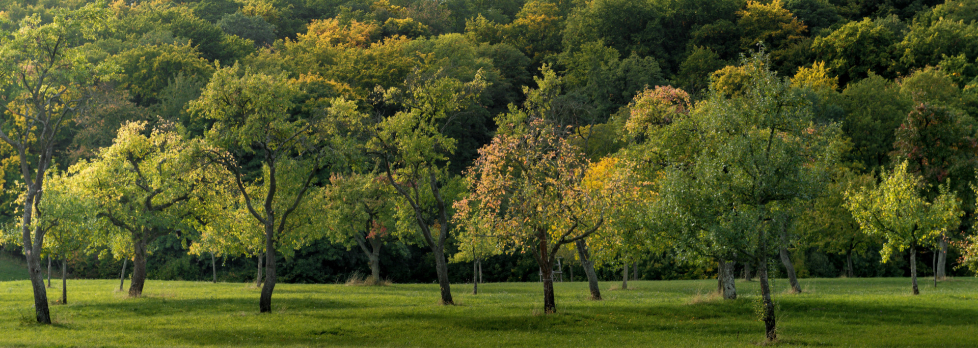 wide-shot-field-covered-with-grass-full-beautiful-trees-captured-day-time wide-shot-field-covered-with-grass-full-beautiful-trees-captured-day-time